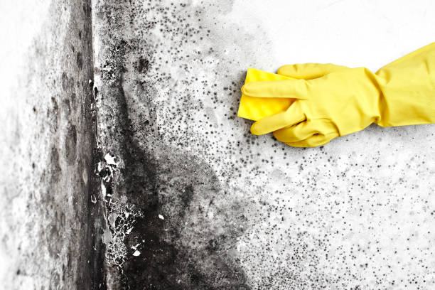 Best Certified Mold Removal  in Burt, MI