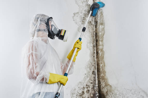 Best Mold Removal Company Near Me  in Burt, MI