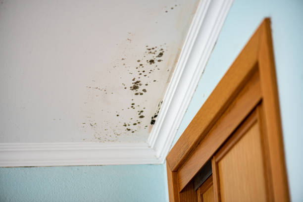 Mold Testing and Removal in Burt, MI