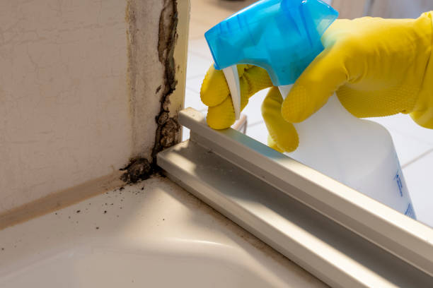 Best Mold Cleaning Services  in Burt, MI
