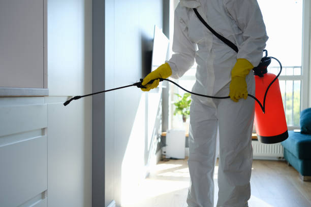 Trusted Burt, MI Mold Removal Experts