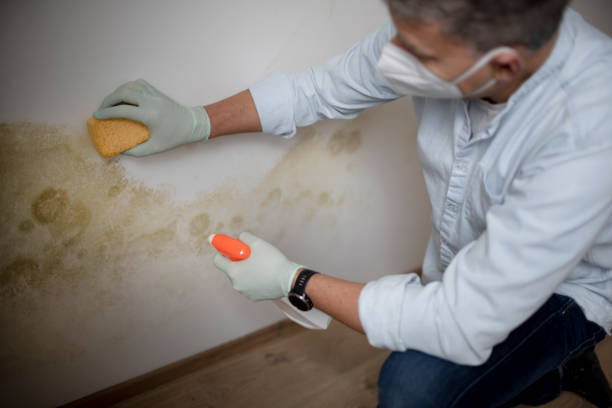  Burt, MI Mold Removal Pros