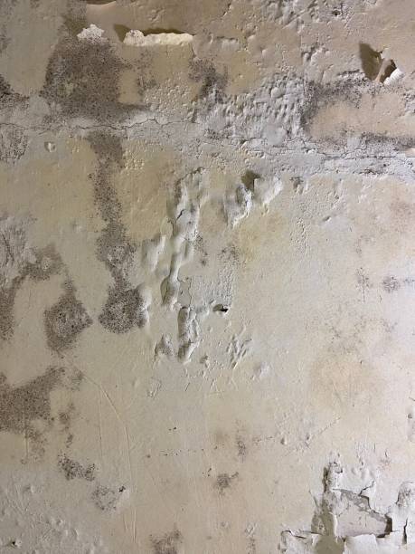 Best Same-Day Mold Removal  in Burt, MI