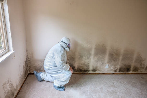 Best Mold Cleaning Services  in Burt, MI