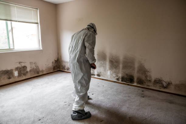 Best Mold Remediation  in Burt, MI