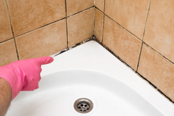 Best Commercial Mold Removal  in Burt, MI